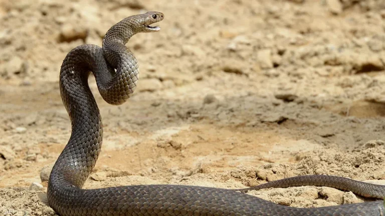 معنى الثعبان في الحلم