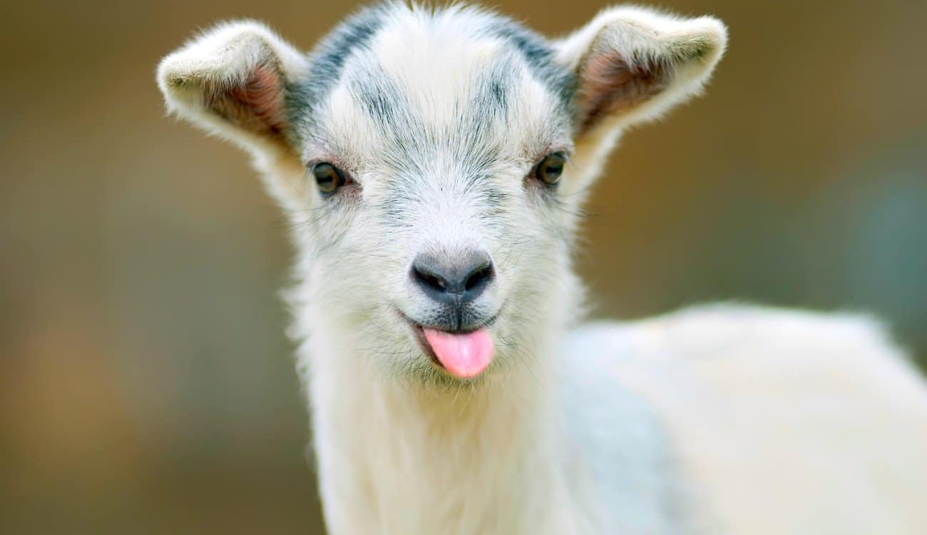 تعرف أكثر على تفسير رؤية الماعز الصغير في المنام لابن سيرين - تفسير الاحلام  اونلاين