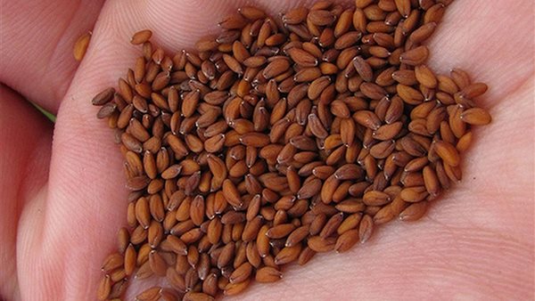 تأخر الحمل للنساء وتعدد تجارب حب الرشاد