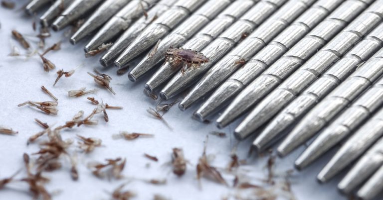 أسباب انتشار القمل والصيبان