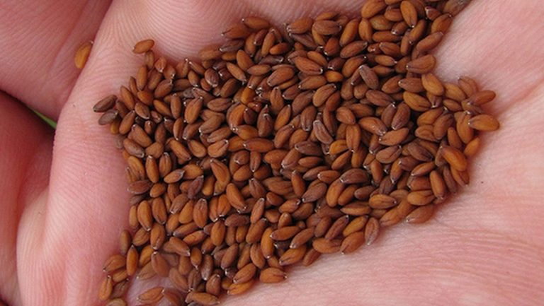 متى يبدأ مفعول حب الرشاد؟